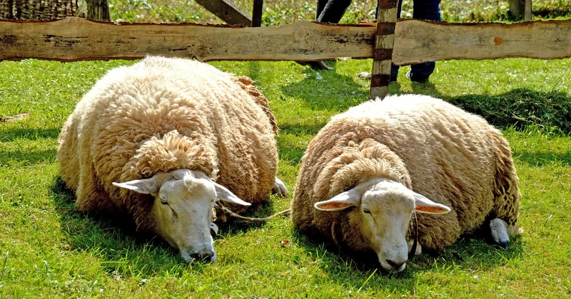 Pfefferminztee abends: gut für den Schlaf – oder eher nicht?