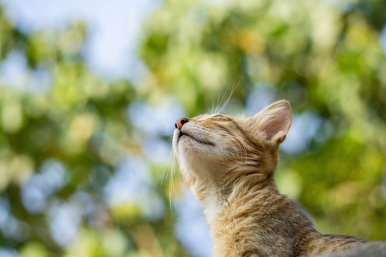 entdecken sie die welt der haustiere! tipps zur pflege, gesundheit, und dem besten zubehör für hunde, katzen und andere haustiere. verbessern sie das leben ihres treuen begleiters mit hilfreichen ratschlägen und inspirierenden geschichten.
