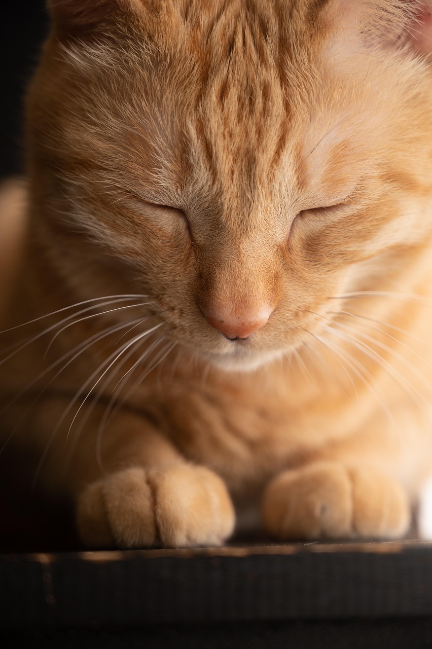entdecken sie die besten tipps zur pflege ihrer haustiere, von ernährung bis gesundheit, und schaffen sie das perfekte zuhause für ihren tierischen freund.