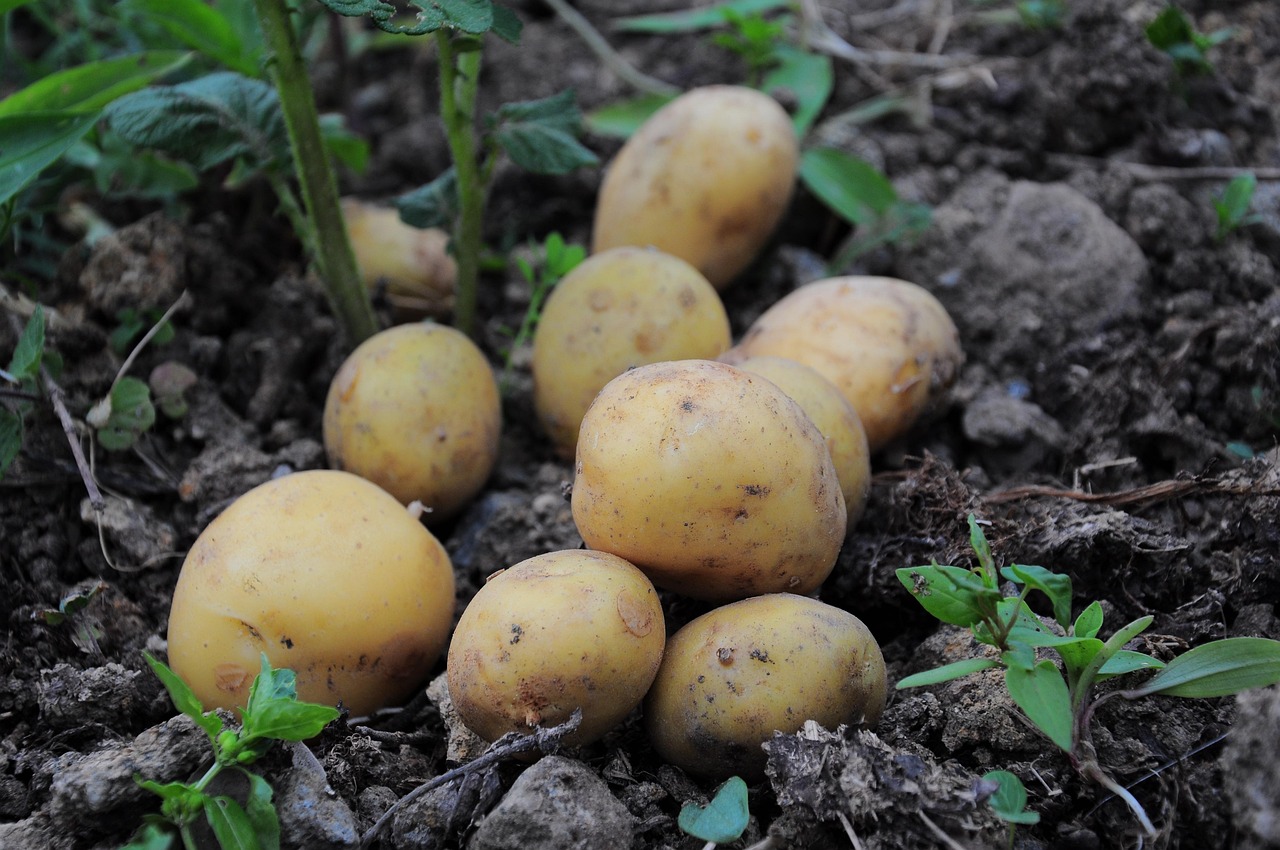 entdecken sie die vielfältigen möglichkeiten der kartoffel: von herzhaften rezepten bis zu gesunden zubereitungsmethoden. lassen sie sich inspirieren von unseren tipps und genießen sie die köstlichen aromen dieser beliebten knolle.